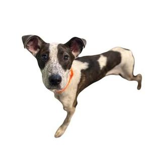 A black and white dog with a brown patch on its back, wearing an orange collar, standing on a white background.