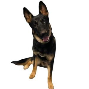 A black and tan German Shepherd dog sitting on a white background.