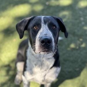 Duke, Australian Cattle Dog / Blue Heeler, young, available for adoption