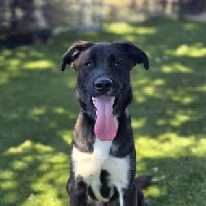 A black and white dog with its tongue out, sitting on a grassy area with sunlight and shadows.