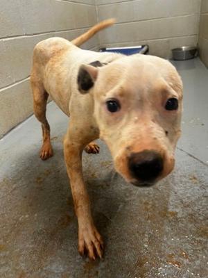 Juno D2133, Mixed Breed, available for adoption