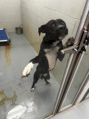 A black and white dog standing on its hind legs, pawing at a glass door in a kennel.