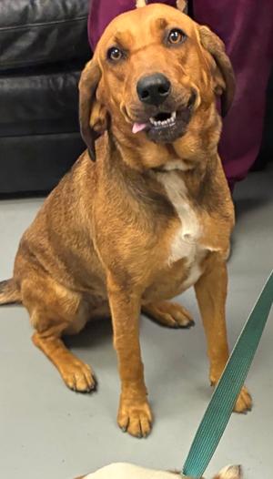 Wendy D2120, Mixed Breed, available for adoption
