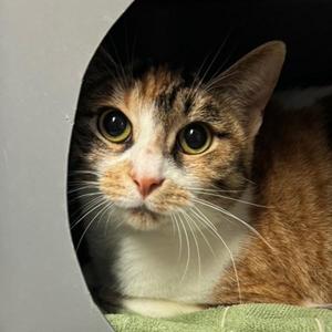 Callie, young, available for adoption
