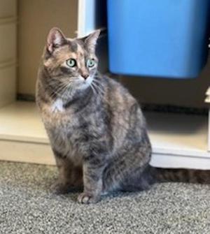 Polly, adult, available for adoption