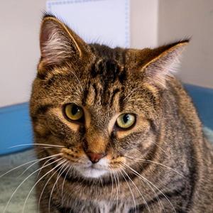 Hunky, adult, available for adoption