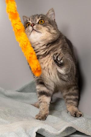 Squirrel, young, available for adoption