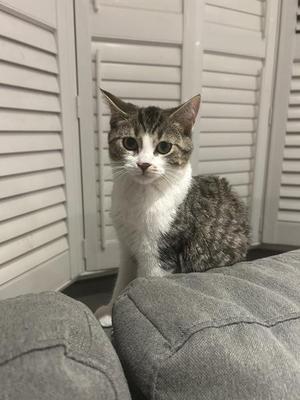 A gray and white cat sitting on a gray couch with a white louvered door in the background.