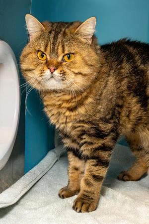 Bowie, adult, available for adoption