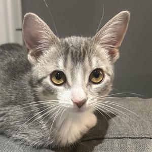 A gray and white cat with yellow eyes, sitting on a gray surface.