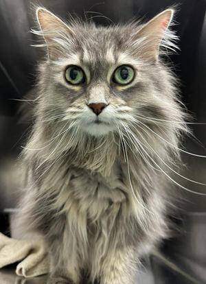 A fluffy gray cat with long fur and green eyes