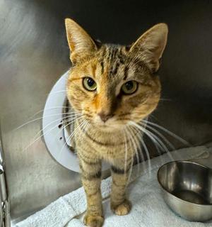 Fawn, young, available for adoption