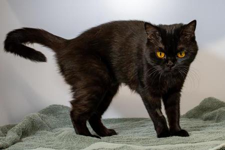 Bagheera, young, available for adoption