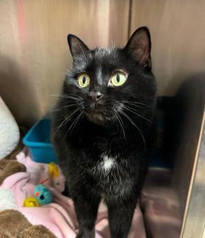 Miss Pippa, senior, available for adoption