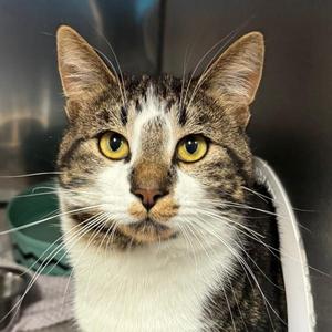 Jupiter, young, available for adoption