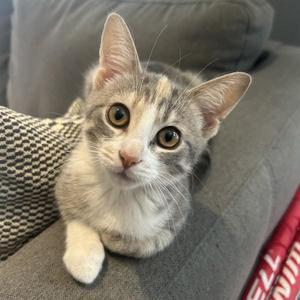 A gray and white cat with large, expressive eyes sitting on a gray couch.