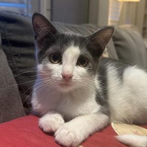 Luca, kitten, available for adoption