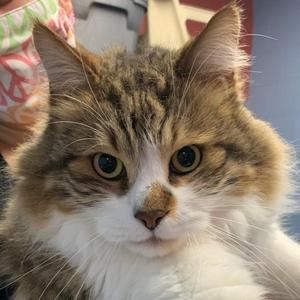 Biff, senior, available for adoption