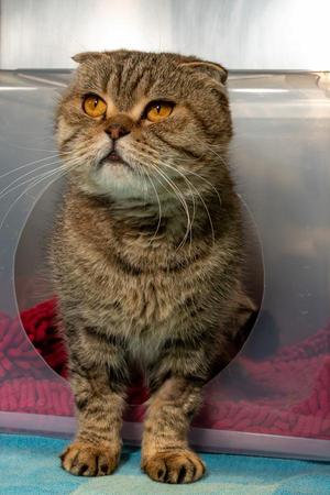 Marie, adult, available for adoption