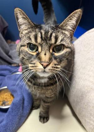 Casey (bonded To Abby), senior, available for adoption