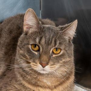 Irn-Bru, young, available for adoption