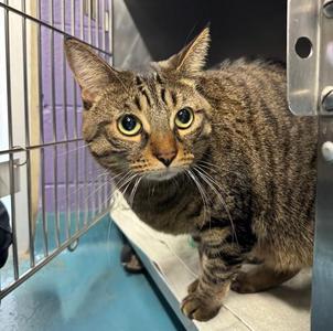 Dobby, adult, available for adoption
