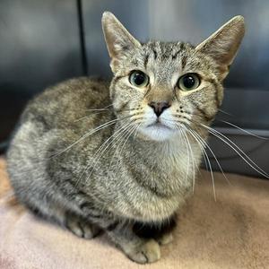 A gray tabby cat with white paws and a white chest, sitting on a brown surface.