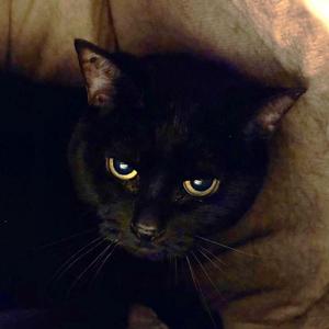 Abby (bonded To Casey), senior, available for adoption