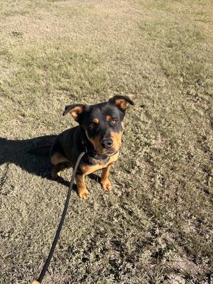 A black and tan dog sitting on grass, looking up at the camera with a leash attached to its collar.