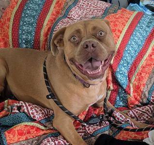 Allison, Boxer, adult, available for adoption