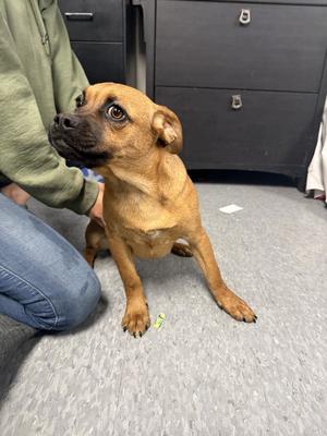 Reeses, Pug, young, available for adoption