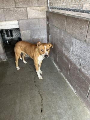 A brown and white dog standing in a concrete enclosure with a chain-link fence in the background.