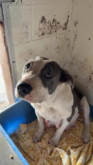 Buttermilk, Pit Bull Terrier, adult, available for adoption