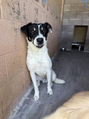 A black and white dog sitting on a concrete floor next to a brick wall.