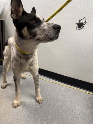 Butcher, Australian Cattle Dog/Blue Heeler, available for adoption