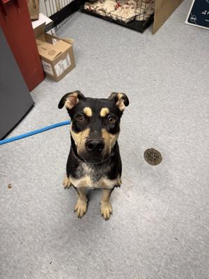 Porkchop, Pit Bull Terrier, adult, available for adoption