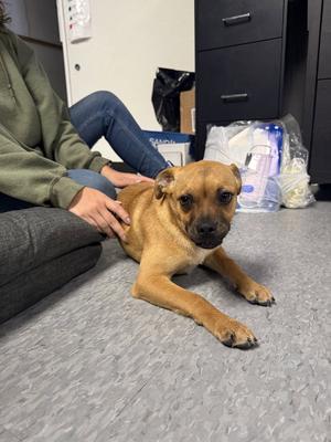 Skittles, Pug, young, available for adoption