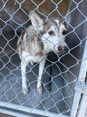 Banana, Husky, senior, available for adoption