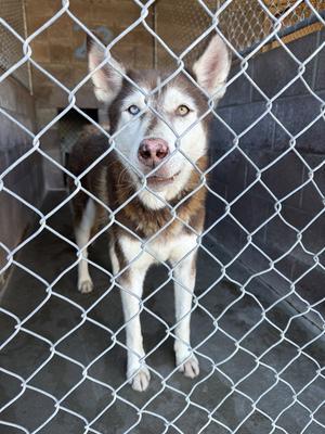 Sonya, Husky, senior, available for adoption