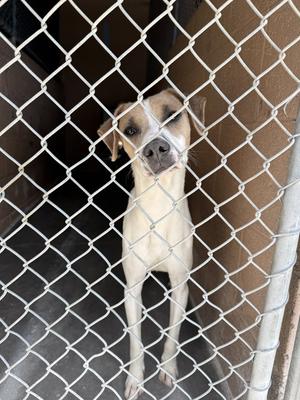 Buccee, Jack Russell Terrier, adult, available for adoption