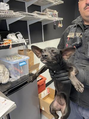 Betty Boop, Chihuahua, available for adoption