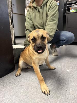 m&m, Pug, young, available for adoption