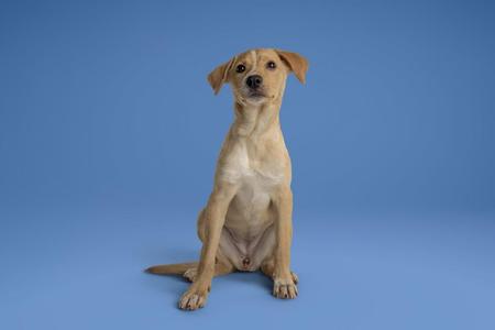 A light brown dog sitting on a blue background.
