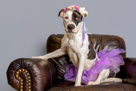A dog wearing a tutu and a flower crown