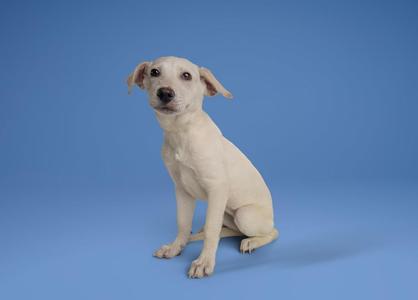 A white dog sitting on a blue background