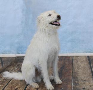 A white dog sitting on a wooden floor with a blue wall in the background.