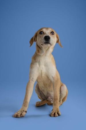 A light brown dog sitting on a blue background, looking up with its ears perked.