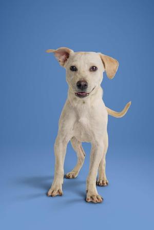 A light-colored dog standing on a blue background