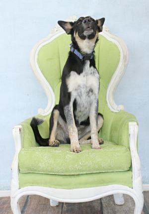 A black and white dog sitting on a green and white ornate chair, looking upwards.