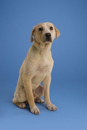 A light-colored dog sitting on a blue background.